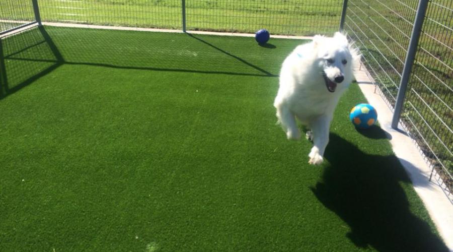 Jin's Bed and Biscuits Pet Resort and Boarding